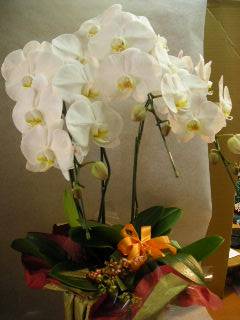 札幌から胡蝶蘭１