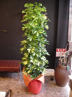 札幌花屋観葉植物シュフレラ 斑入り