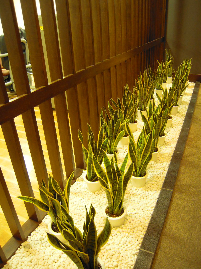 店舗内観葉ディスプレイ